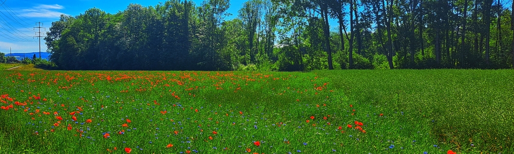 Benutzer-Bannerbild